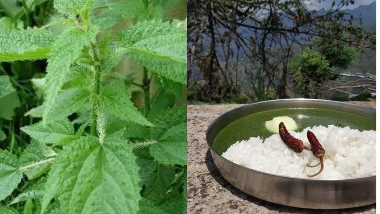 कंडाली खाने के फायदे