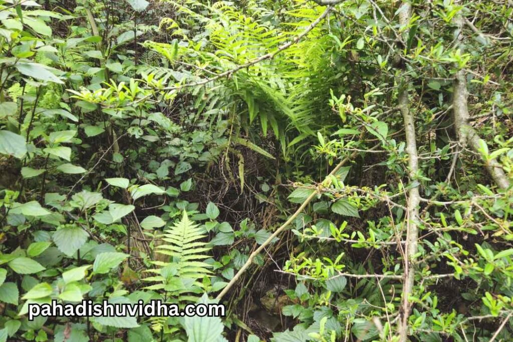 linguda