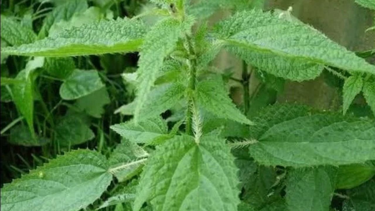 कंडाली खाने के फायदे