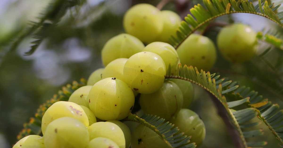 आंवला को खाने के फायदे