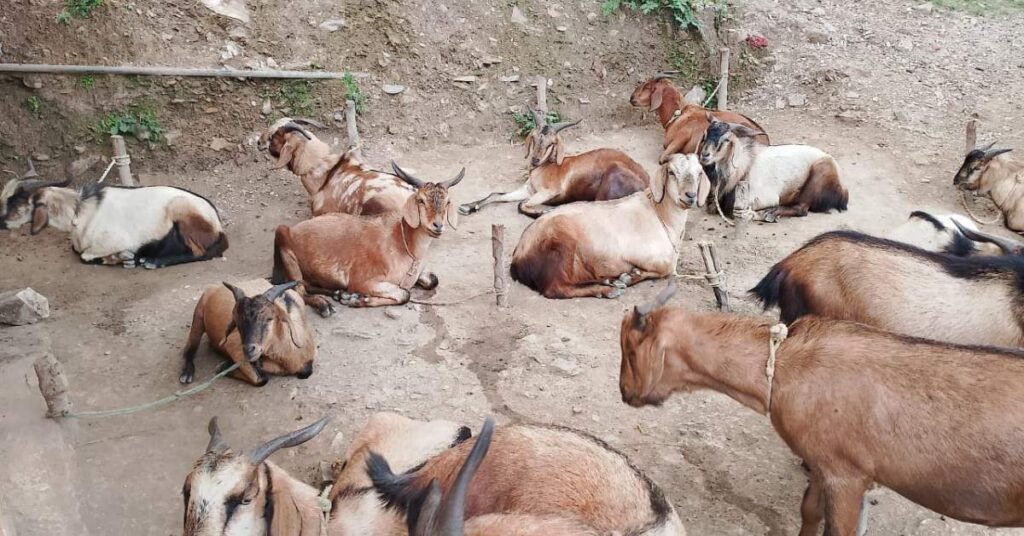 उत्तराखंड पशुपालन विभाग की योजनाएं 